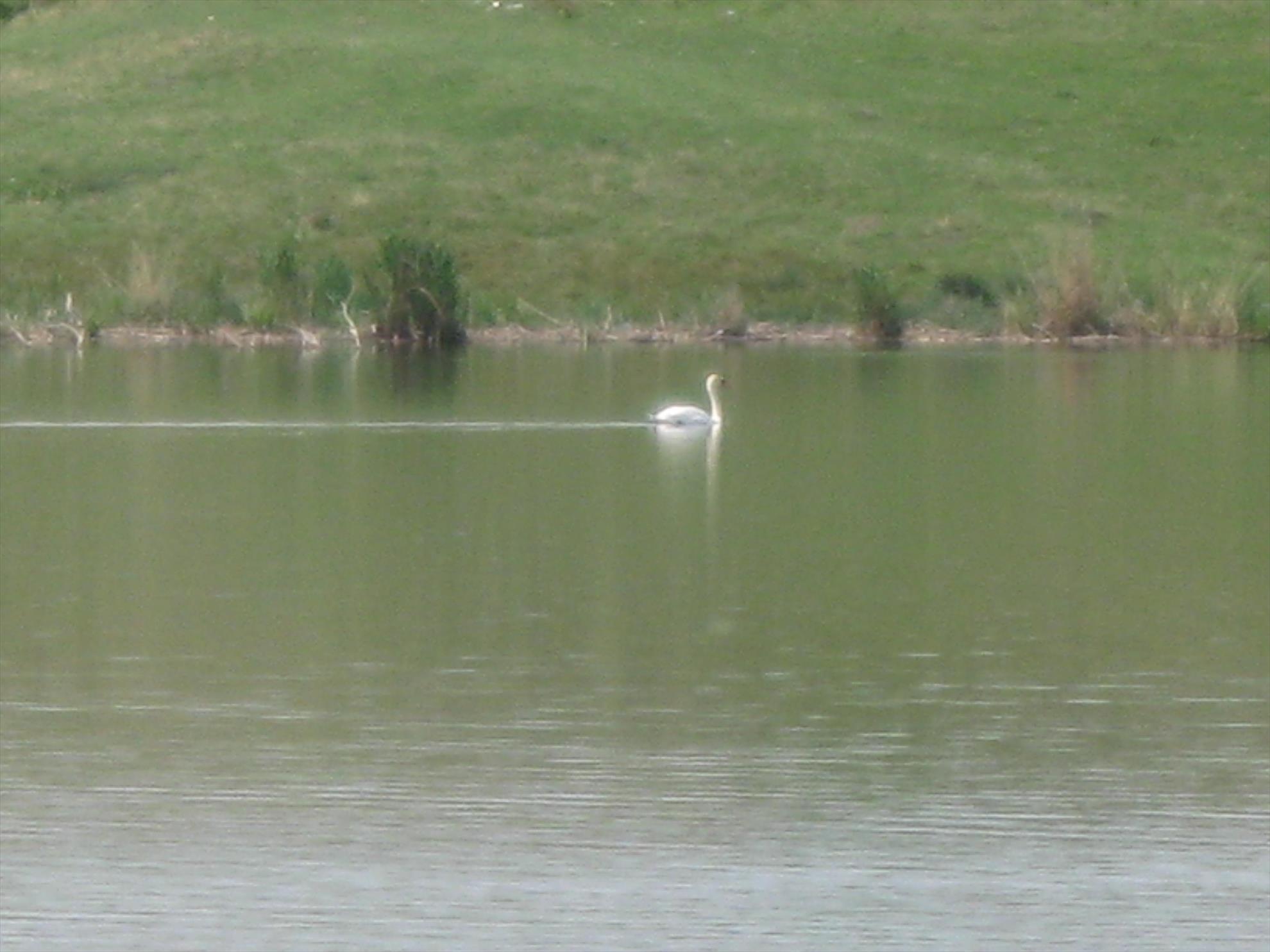 CONCURS - 6-9-mai-2010-chiroiu-036.jpg